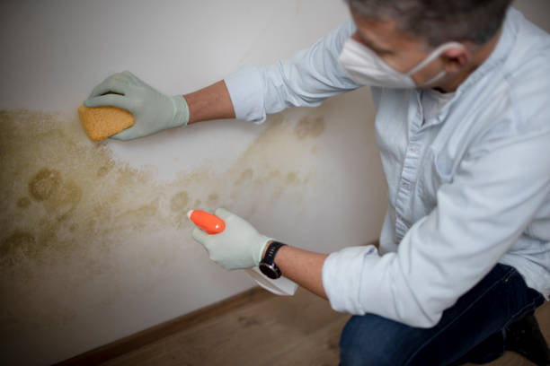 Best Bathroom Mold Remediation in Santa Claus, IN